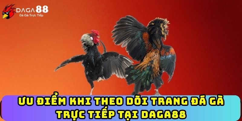 Ưu điểm khi theo dõi trang đá gà trực tiếp tại Daga88