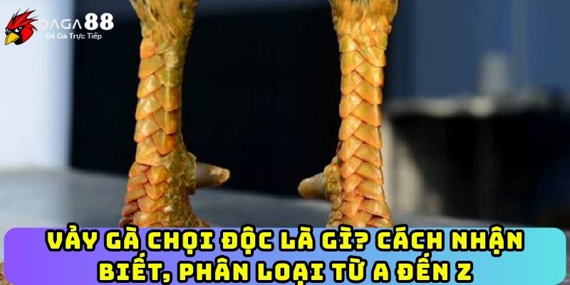 Vảy Gà Chọi Độc Là Gì? Cách Nhận Biết, Phân Loại Từ A Đến Z