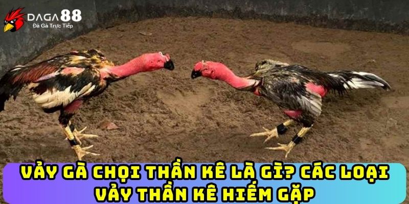 Vảy Gà Chọi Thần Kê Là Gì? Các Loại Vảy Thần Kê Hiếm Gặp