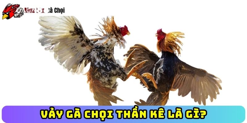 Vảy gà chọi thần kê là gì?