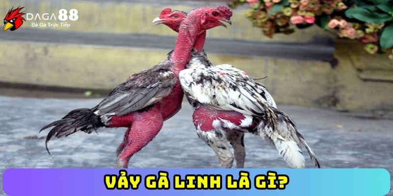 Vảy gà linh là gì?