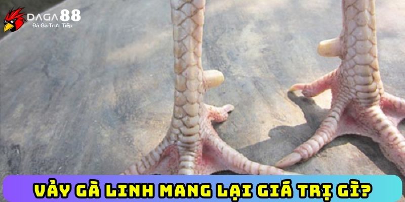 Vảy gà linh mang lại giá trị gì?