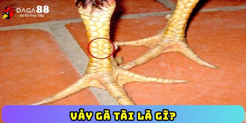Vảy gà tài là gì?