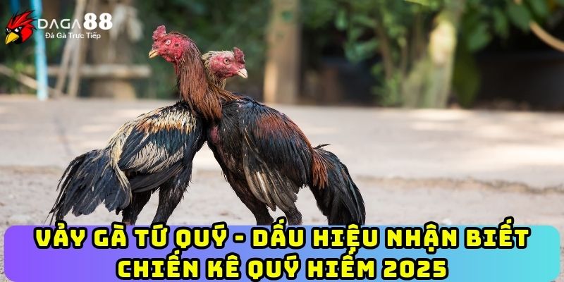 Vảy Gà Tứ Quý - Dấu Hiệu Nhận Biết Chiến Kê Quý Hiếm 2025