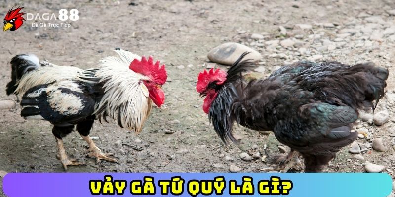 Vảy gà Tứ Quý là gì?