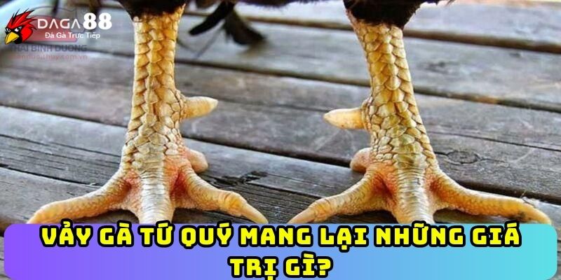 Vảy gà Tứ Quý mang lại những giá trị gì?