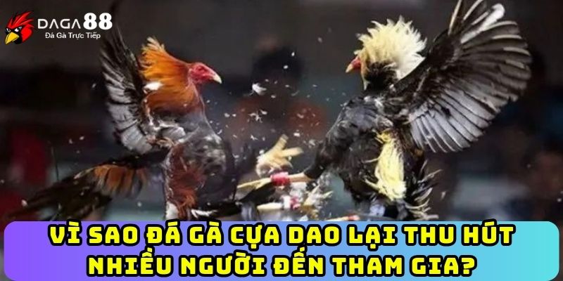 Vì sao đá gà cựa dao lại thu hút nhiều người đến tham gia?