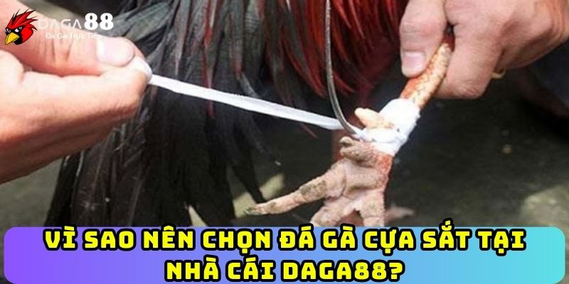 Vì sao nên chọn đá gà cựa sắt tại nhà cái Daga88?